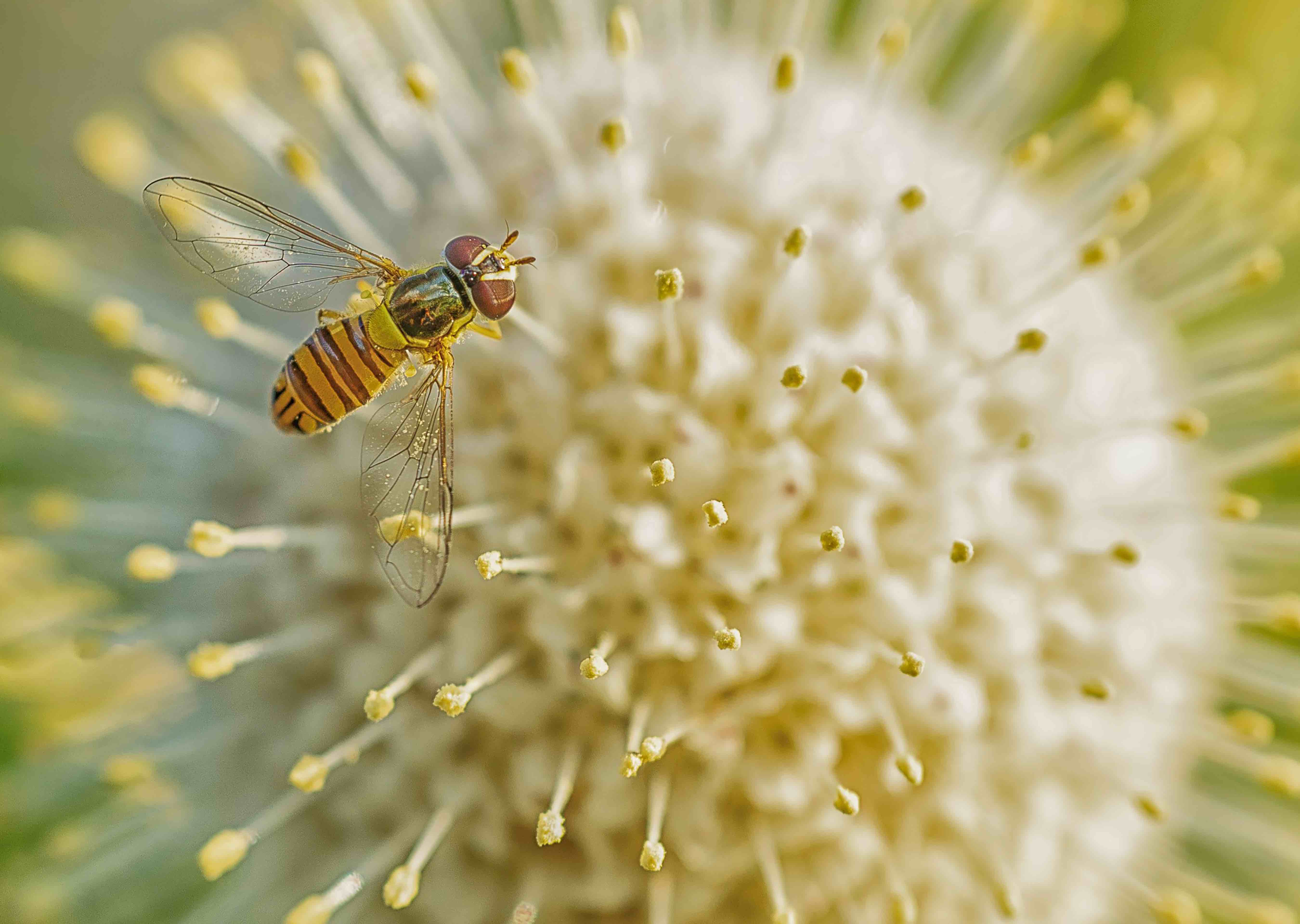 Bee on flower