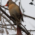 Orange beaked bird on branch