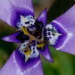 close up purple flower