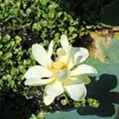 white lily pad flower