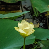 lily pad flower