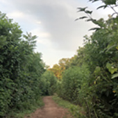Trail through bushes