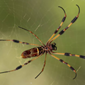 spider on web up close