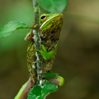 frog hanging on branch